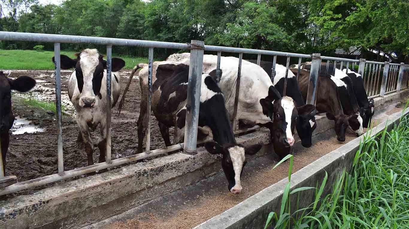 ผู้เลี้ยงโคนมถอดใจ ผลิตนมลดฮวบ แต่ราคาไม่ขึ้นตาม ซ้ำค่าอาหารสัตว์พุ่งสูง