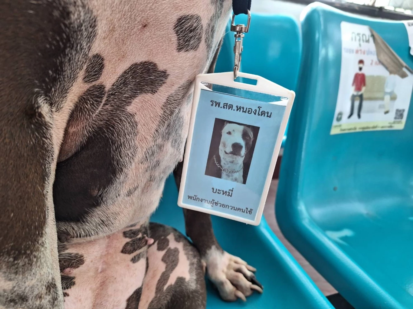 เผยความน่ารัก "เจ้าบะหมี่" กว่าจะมาเป็นดาว TikTok ได้ทั้งต้อนรับ และ รปภ.