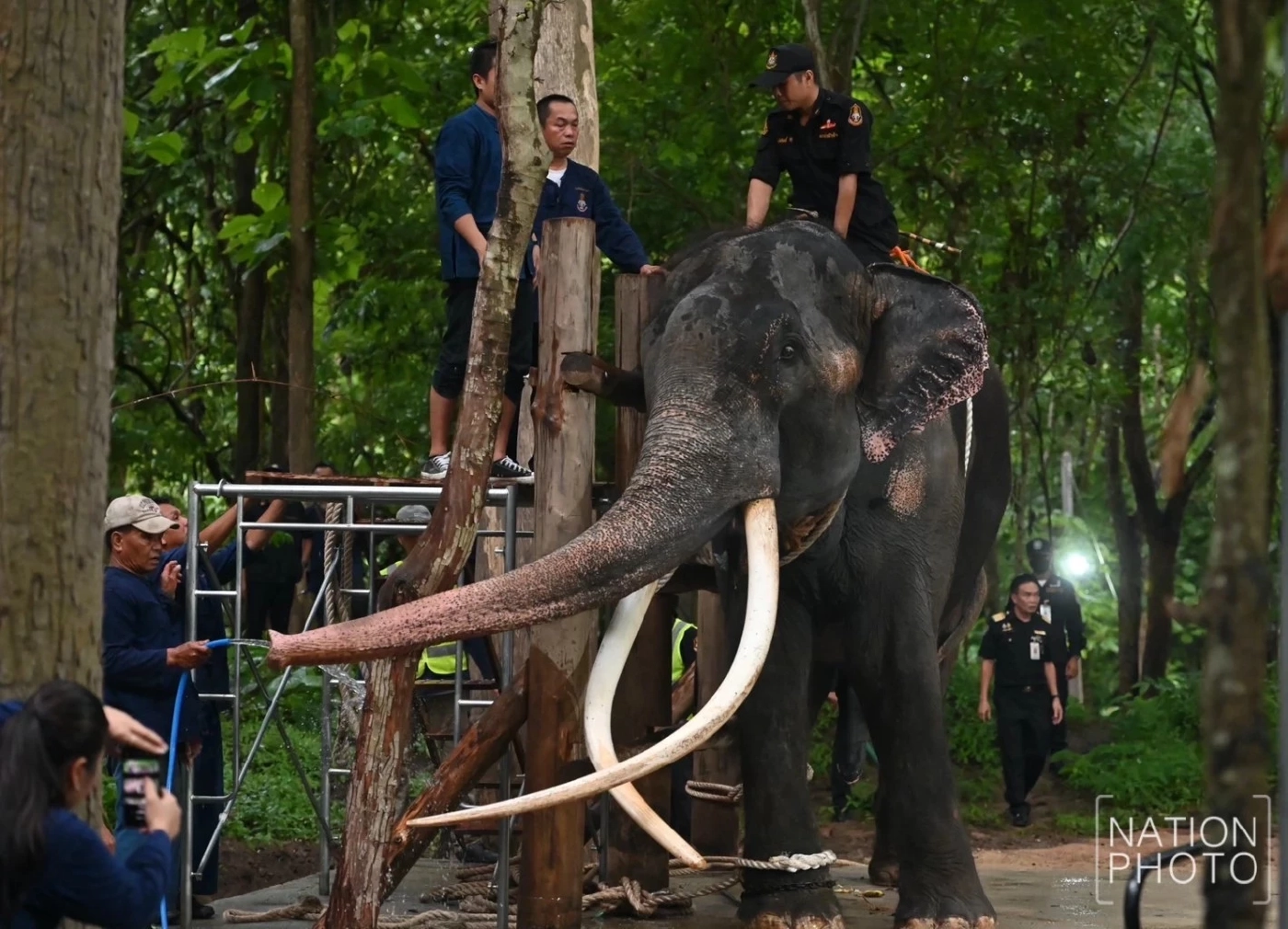 "กัญจนา" แจงแล้ว พลายศักดิ์สุรินทร์ ถ้าหายดี ต้องส่งกลับศรีลังกาอีกหรือไม่