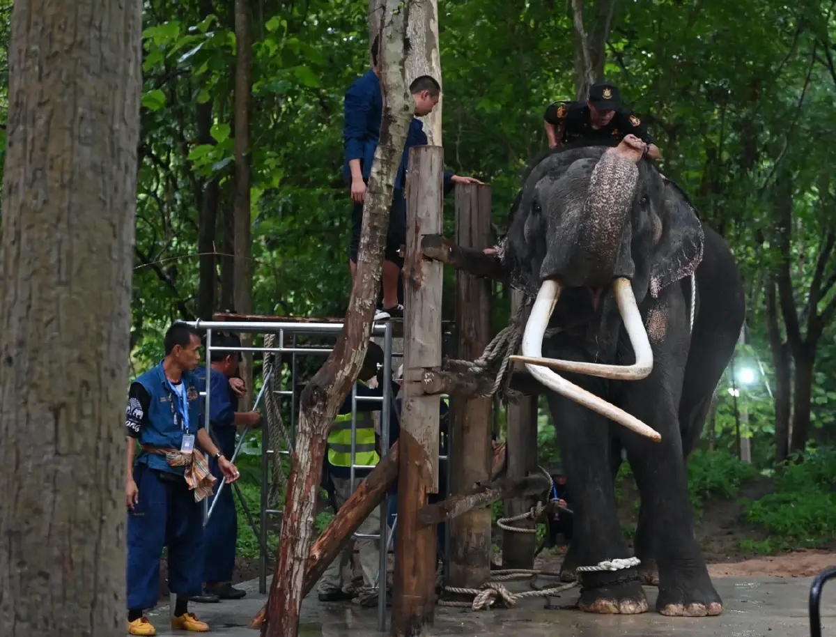 เผยอาการป่วย "พลายศักดิ์สุรินทร์" เบื้องต้นพบ 4 อาการ เตรียมวางแผนรักษา