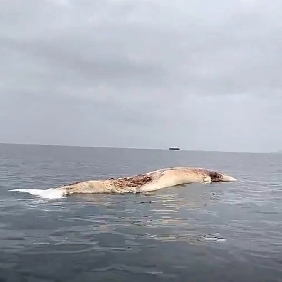 สุดเศร้า! พบซาก "วาฬบรูด้า" ขนาดใหญ่ ลอยตายปริศนา ใกล้เกาะล้าน