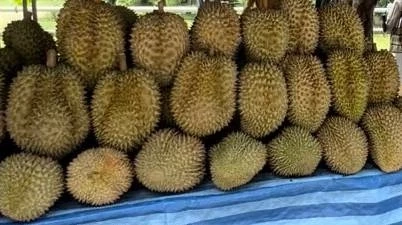 สุดงง! คนร้ายขโมยมีดปอกทุเรียนกว่า 20 เล่ม เชื่อเพราะขายถูก