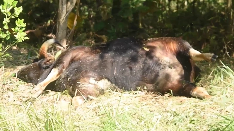 กระทิงเขตห้ามล่าสัตว์ป่าเขาแผงม้า ถูกยิงเสียชีวิต