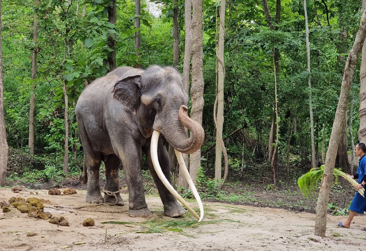 "กัญจนา" แจงแล้ว พลายศักดิ์สุรินทร์ ถ้าหายดี ต้องส่งกลับศรีลังกาอีกหรือไม่