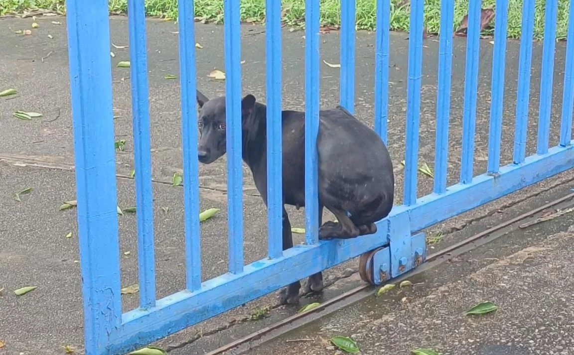 ตูบแสนซน ลอดรั้วประตูเหล็ก แต่พลาดติดช่วงเอว กู้ภัยต้องใช้เครื่องตัดถ่างช่วย