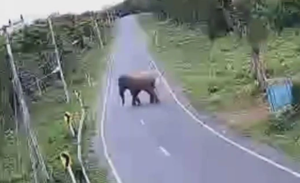 "เจ้างาบิด" ช้างป่าตัวอันตราย โผล่เดินหาของกินในพื้นที่ท่าตะเกียบ