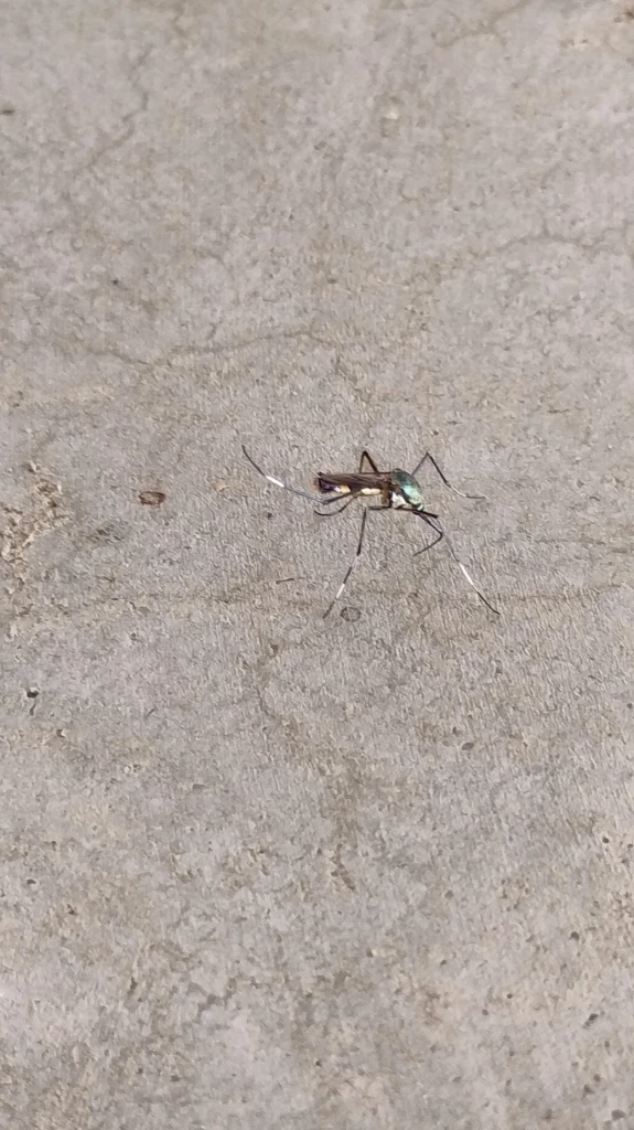 ชาวบ้านผวา พบ "ยุงลายยักษ์" ตัวโตเกือบ 3 ซม. หวั่นเป็นยุงลายสายพันธุ์ใหม่