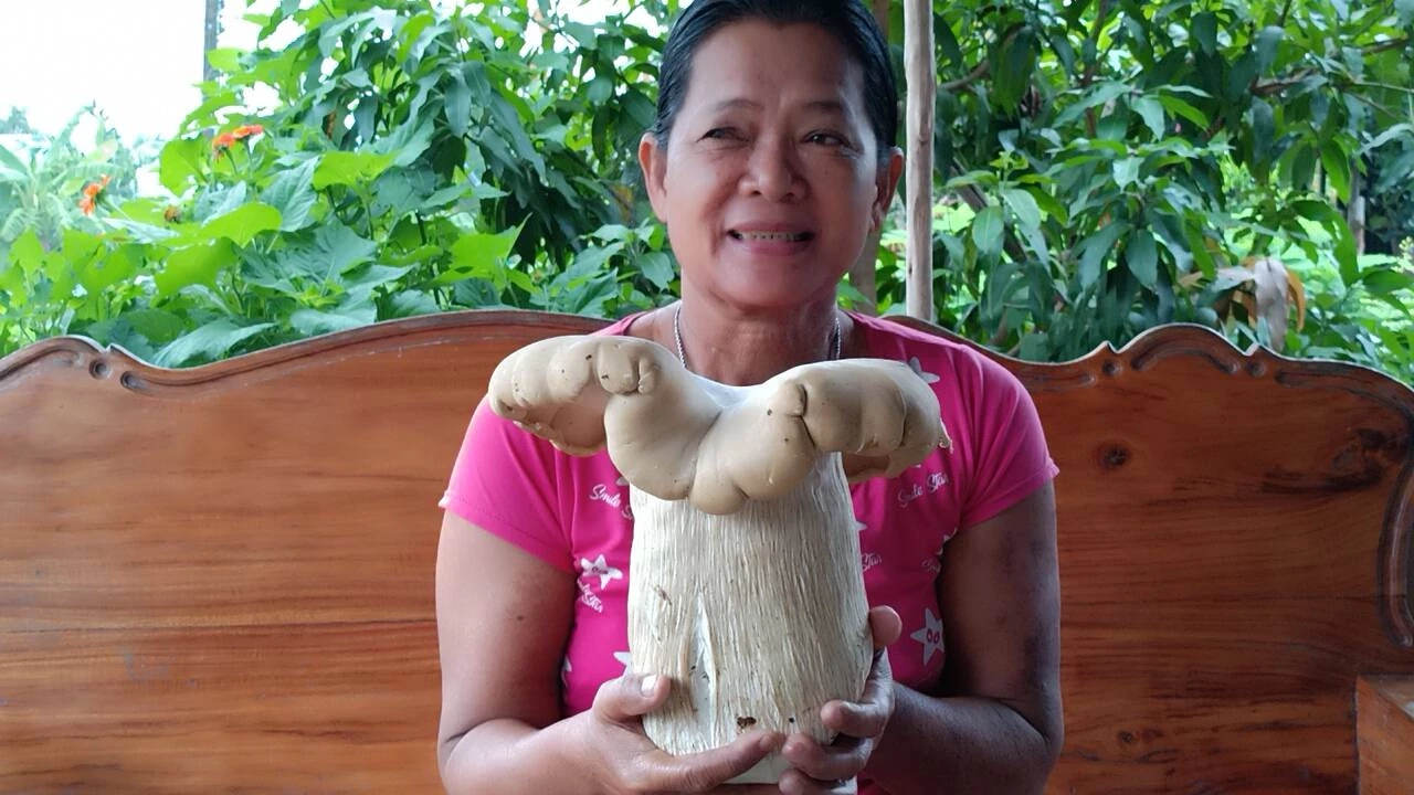 ตะลึง! ชาวบ้านพบ "เห็ดยักษ์" ดอกเดียวหนักกว่า 1.3 กิโลฯ