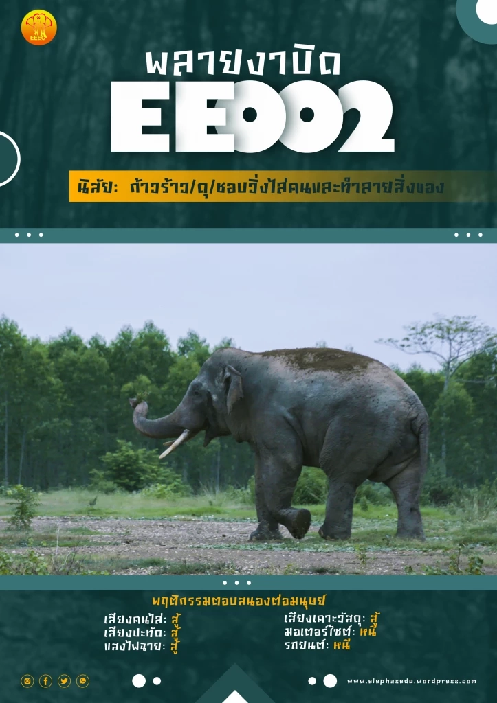 "เจ้างาบิด" ช้างป่าตัวอันตราย โผล่เดินหาของกินในพื้นที่ท่าตะเกียบ