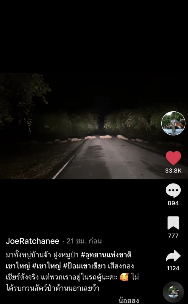 เปิดคลิปสุดน่ารัก "ครอบครัวหมูป่า" วิ่งข้ามถนน ชาวเน็ตแห่เอ็นดู (มีคลิป)