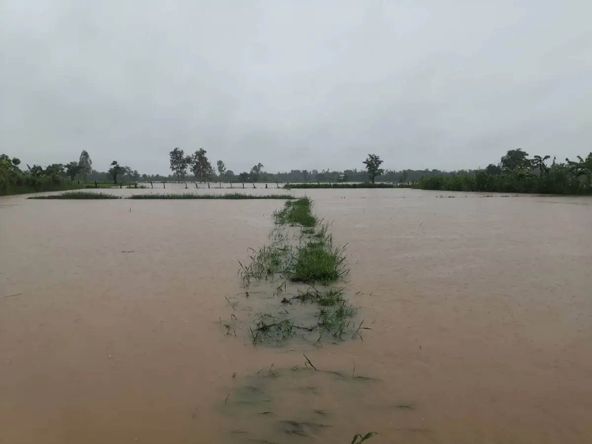 ฝนถล่มกาฬสินธุ์ ทำ "น้ำป่าภูพาน" ไหลทะลักท่วมนาข้าว - บ้านเรือน ปชช. ฉับพลัน