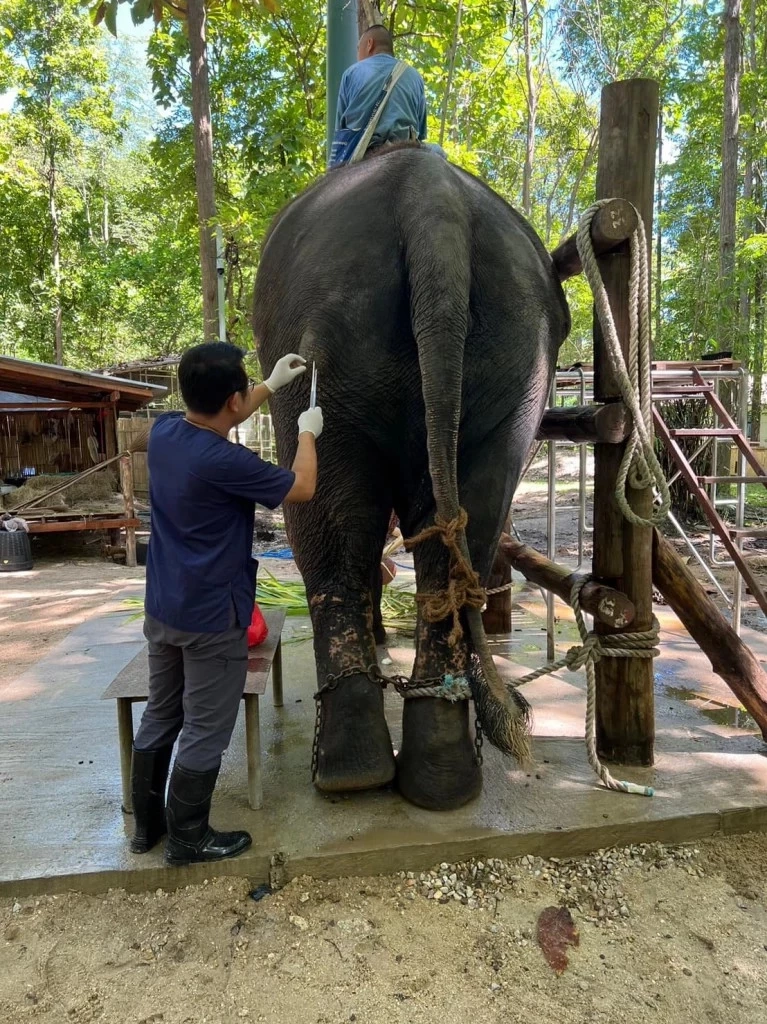 อัปเดตสุขภาพ “พลายศักดิ์สุรินทร์” ฝีที่สะโพกทั้ง 2 ข้างมีหนองลดลง