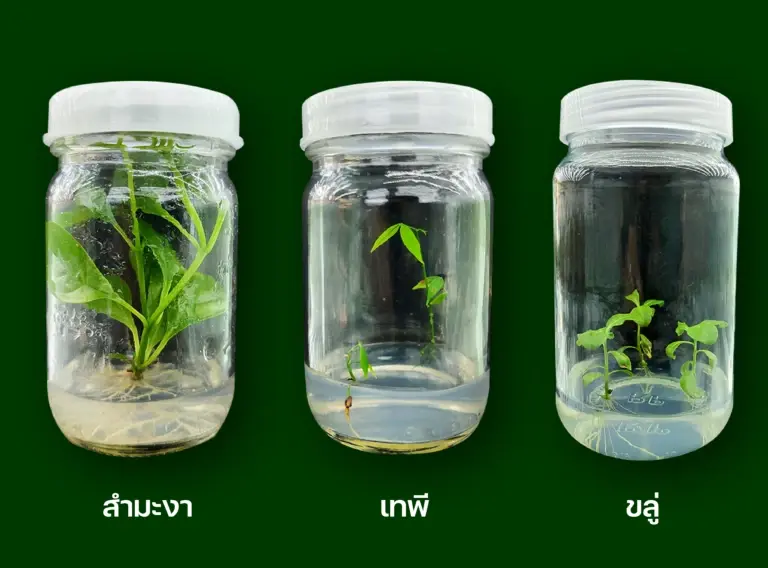 ไทยเดินหน้าเพาะเลี้ยงเนื้อเยื่อพืชชายเลน สร้างคลังความหลากหลายทางชีวภาพ