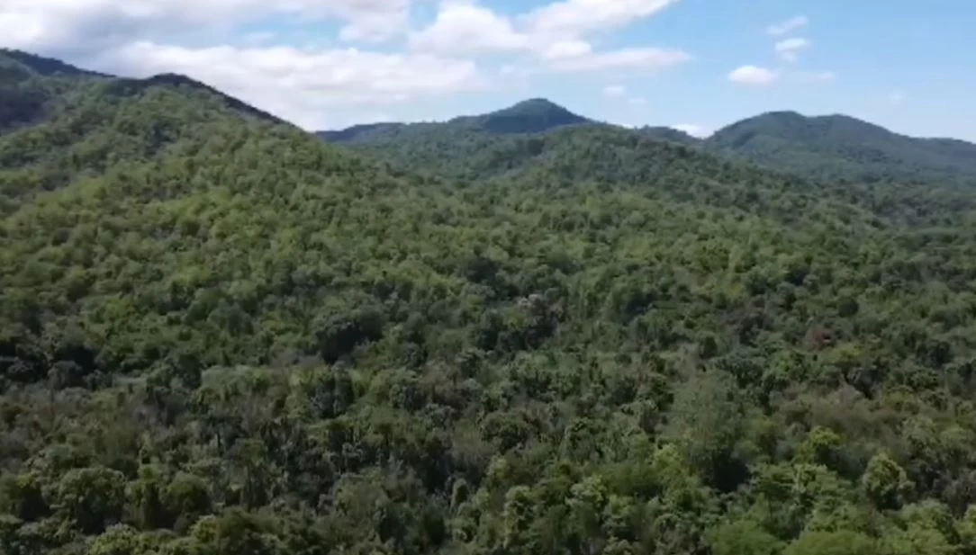 อช.คลองลาน ปล่อยกวางป่า 14 ตัว คืนสู่ธรรมชาติ ติดปลอกคอศึกษาพฤติกรรม