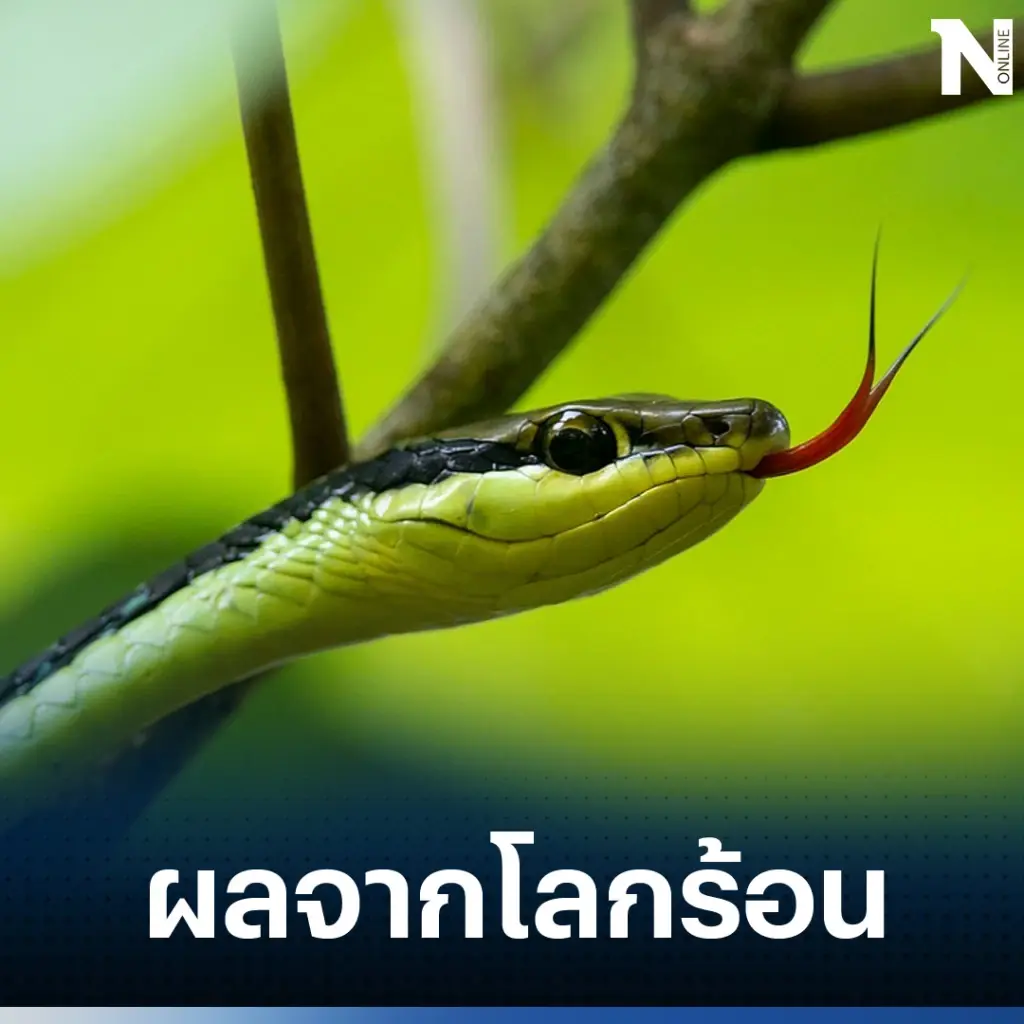 งานวิจัยล่าสุด ชี้ โลกร้อนทำให้คนเสี่ยงถูกงูพิษกัดมากขึ้น 6% ต่อ 1°C