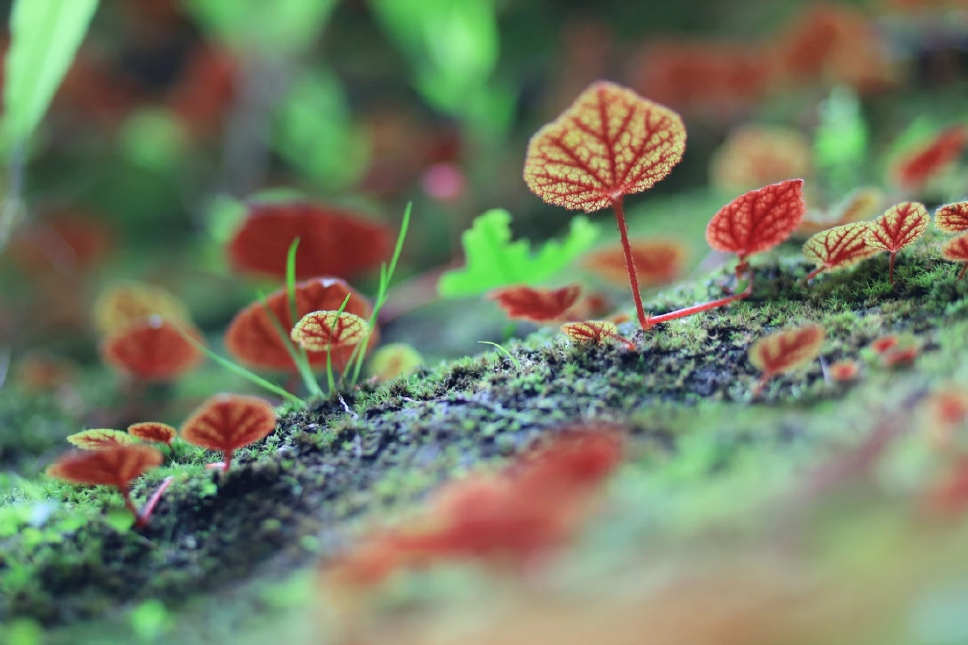 "บีโกเนีย"