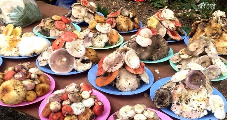 หนุ่มใหญ่ก๊งเหล้าขาว ก่อนกินแกงเห็ดที่เพื่อนเก็บมาฝาก สุดท้ายน็อกเสียชีวิต