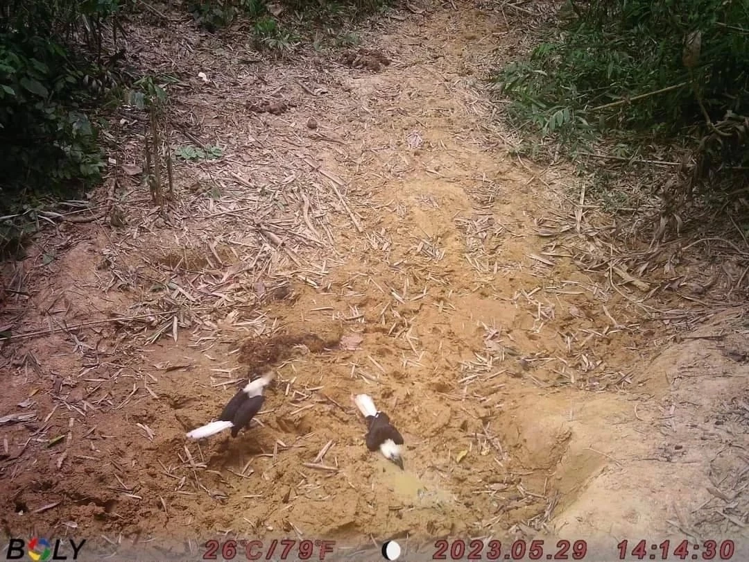 ชมภาพหายาก "สัตว์ป่า" สีสันแห่งพงไพร ที่อุทยานแห่งชาติแก่งกรุง