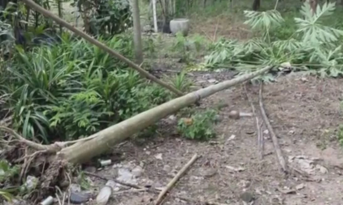 "เจ้างาบิด" ช้างป่าตัวอันตราย โผล่เดินหาของกินในพื้นที่ท่าตะเกียบ