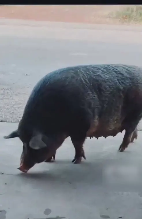 เปิดความน่ารัก "เจ้าแพนเค้ก" หมูป่า เดินขอขนมร้านค้าริมทาง