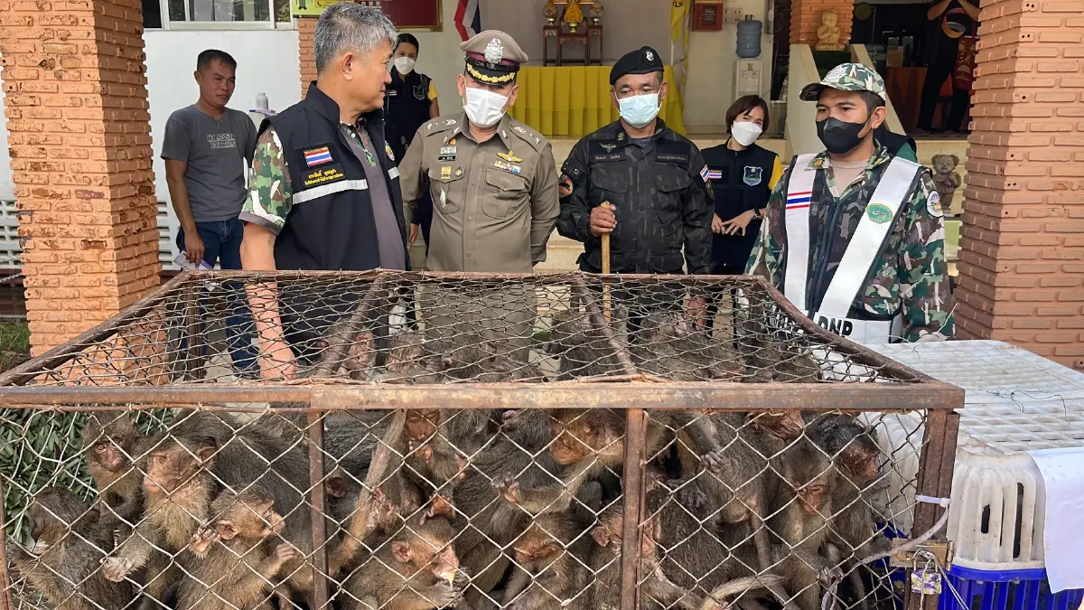 สกัดแก๊งลักลอบค้าสัตว์ป่า ช่วย"ลิงแสม" 62 ตัว เตรียมส่งออก"เมนูเปิบพิสดาร"