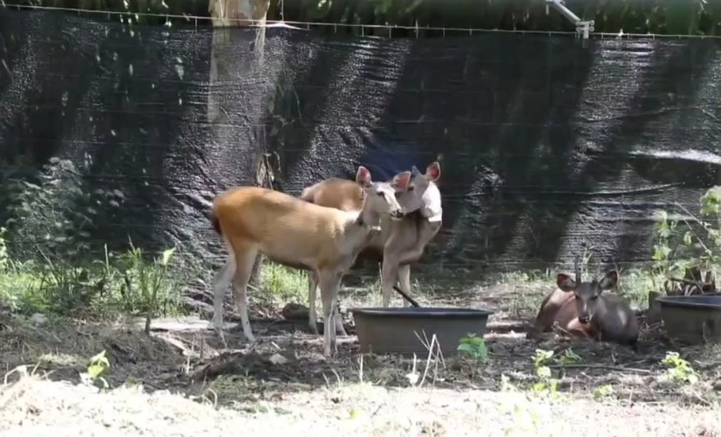 อช.คลองลาน ปล่อยกวางป่า 14 ตัว คืนสู่ธรรมชาติ ติดปลอกคอศึกษาพฤติกรรม