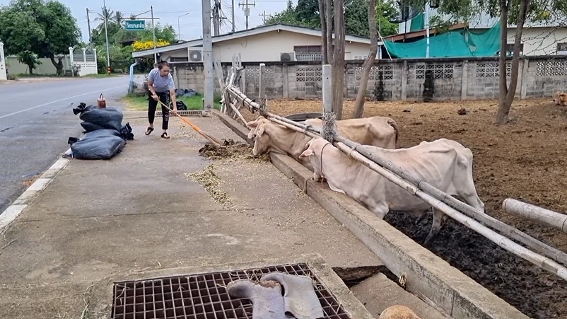 คอกวัวของเสี่ยโก้