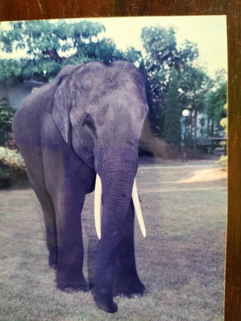 "กัญจนา" แจงแล้ว พลายศักดิ์สุรินทร์ ถ้าหายดี ต้องส่งกลับศรีลังกาอีกหรือไม่