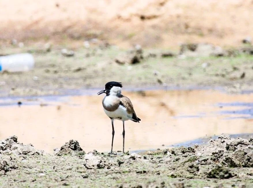 ชมภาพหาดูยาก "นกกระแตหาด" ร่วมอนุรักษ์ก่อนสูญเสียถิ่นที่อยู่