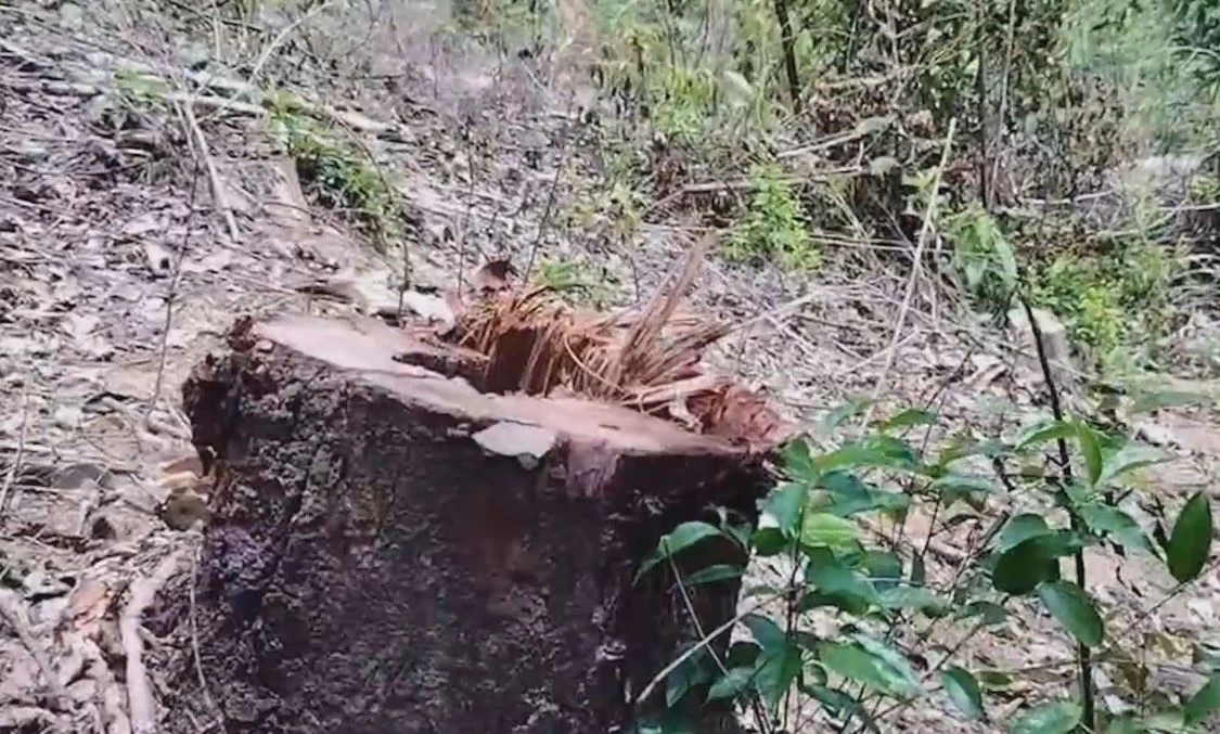 พบพื้นที่ป่าสงวนฯ 2 แห่ง ถูกบุกรุกแผ้วถาง ตัดโค่นไม้ใหญ่มีค่า เสียหายกว่า 16 ไร่