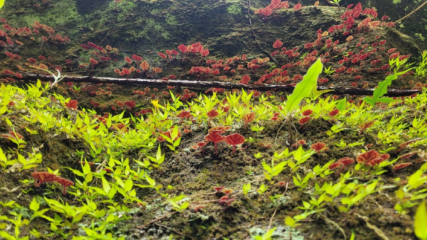 นทท.ชมดอกไม้งาม "บีโกเนีย" พร้อมสัมผัสความสดชื่นจากหมอกฝน ที่ภูหินร่องกล้า