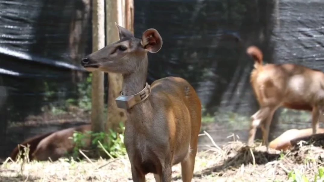 อช.คลองลาน ปล่อยกวางป่า 14 ตัว คืนสู่ธรรมชาติ ติดปลอกคอศึกษาพฤติกรรม