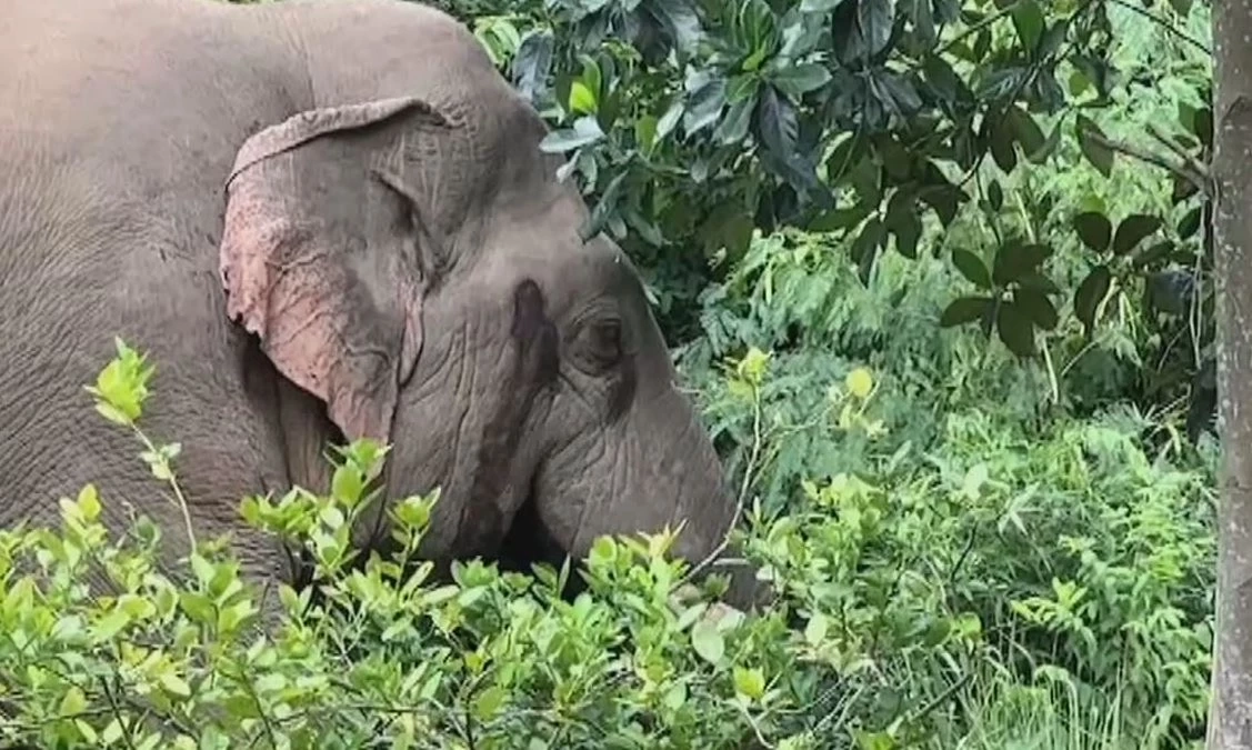 ระทึก "พลายเบี่ยงเล็ก" ช้างป่า หิวบุกหน้าบ้านพักเจ้าหน้าที่ กินขนุน