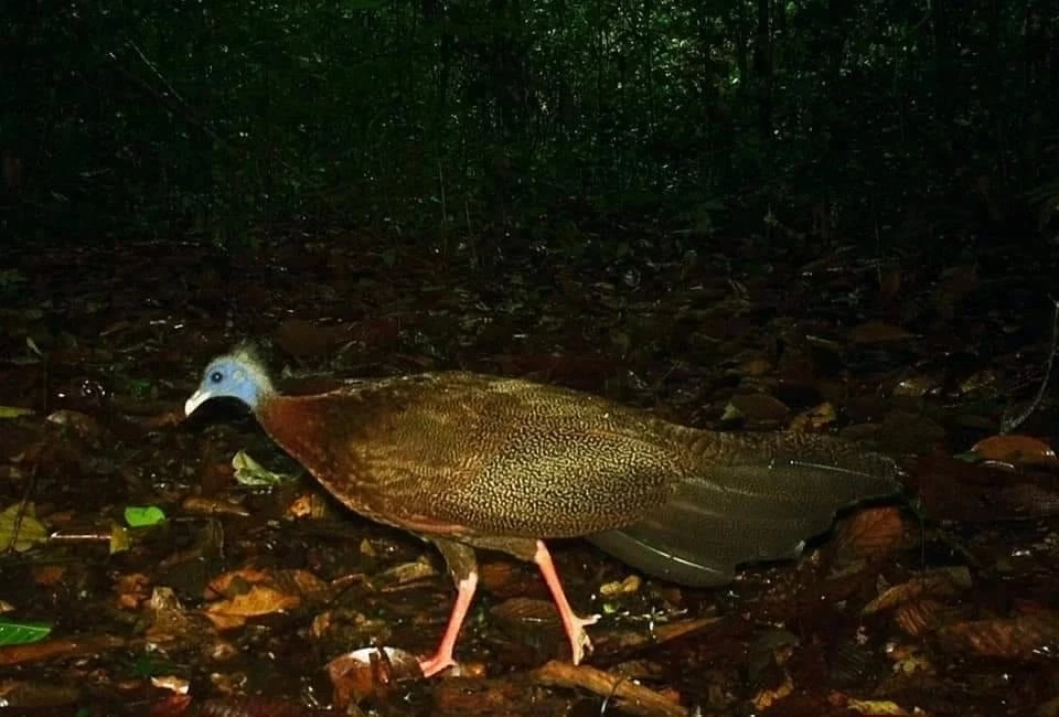 ชมภาพหายาก "สัตว์ป่า" สีสันแห่งพงไพร ที่อุทยานแห่งชาติแก่งกรุง