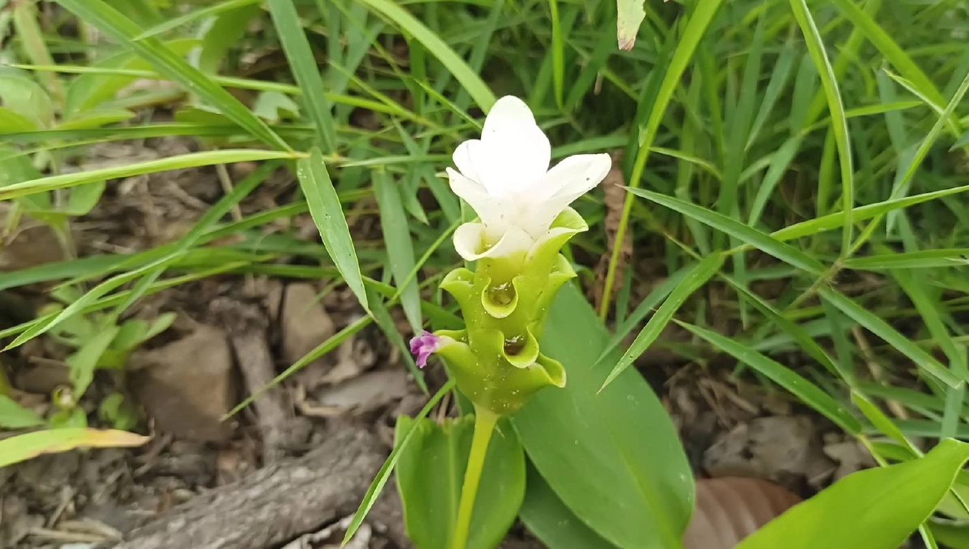 "ทุ่งดอกกระเจียวขาว" หรือ "ดอกบัวเทพอัปสร" 