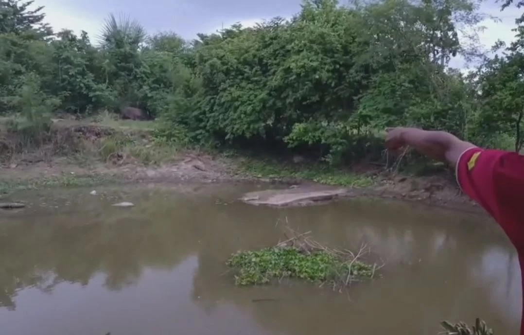 ชาวบ้านผวา พบลูกจระเข้โผล่ในบ่อน้ำข้างบ้าน