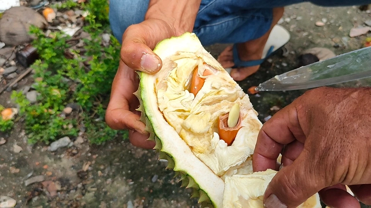 ฮือฮา! เป็ดสตูล เจ้าของเลี้ยงด้วย "หมอนทอง - มูซังคิง" เปิดเหตุผลมาสุดอึ้ง