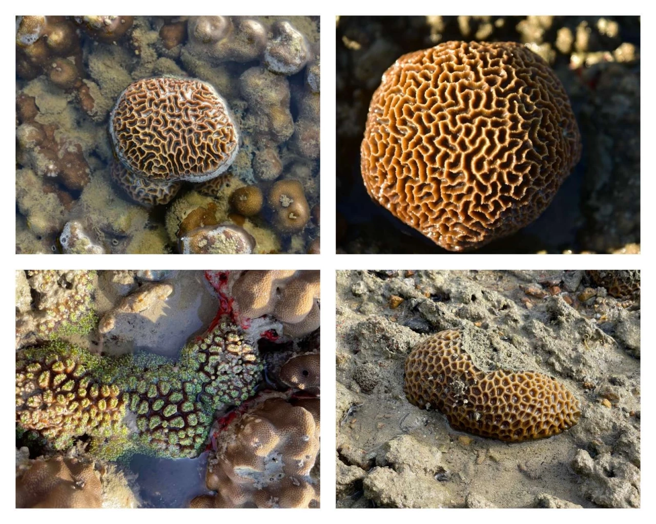 ท่องเที่ยวแบบยั่งยืน อุทยานแห่งชาติอ่าวพังงาชวนดูปะการังแบบไม่ต้องดำน้ำ