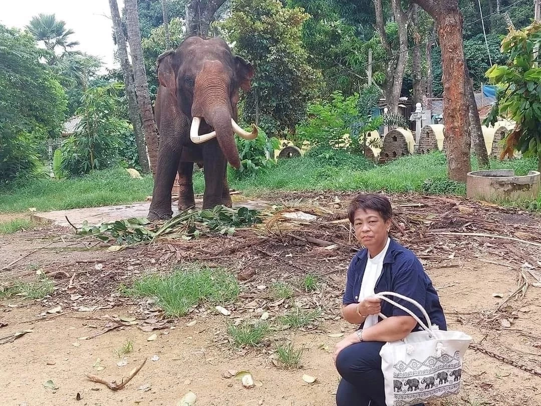 อัปเดตอาการล่าสุด "พลายประตูผา" 1ช้างไทยในศรีลังกา หากขนย้ายเสี่ยงอันตราย