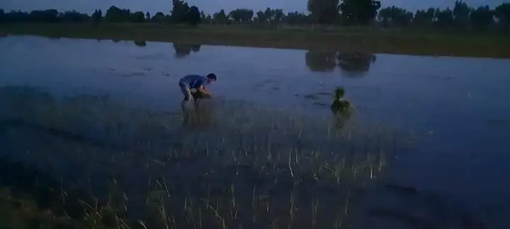 แดดกลางวันร้อนเกินต้าน ชาวนาร้อยเอ็ด เปิดไฟดำนาตอนกลางคืน