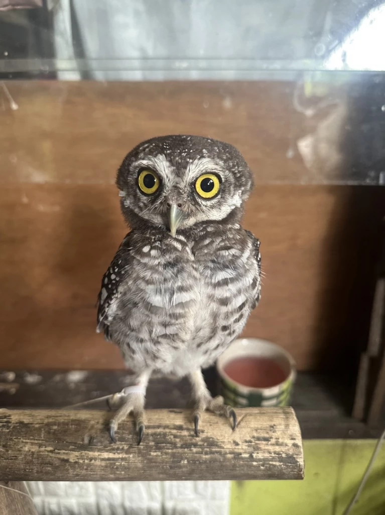 ปทส.รวบ “ก็มา ดิคะ” โพสต์ค้านกป่าคุ้มครอง 11 ชนิดมูลค่ากว่าแสนบาท