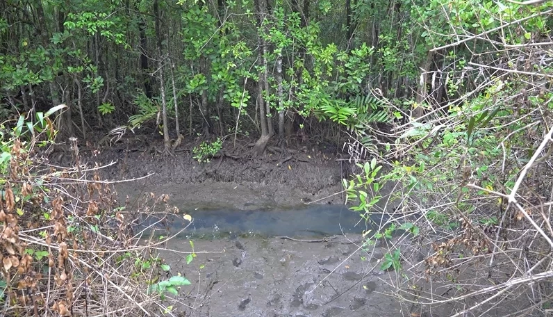 สองสาวเข้าป่าชายเลนหาหอย หลงป่าข้ามคืน ต้องนอนบนต้นไม้ บรรยากาศสุดน่ากลัว