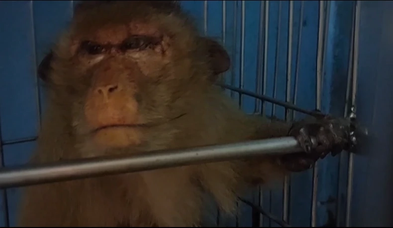 ลิงที่ได้รับบาดเจ็บ