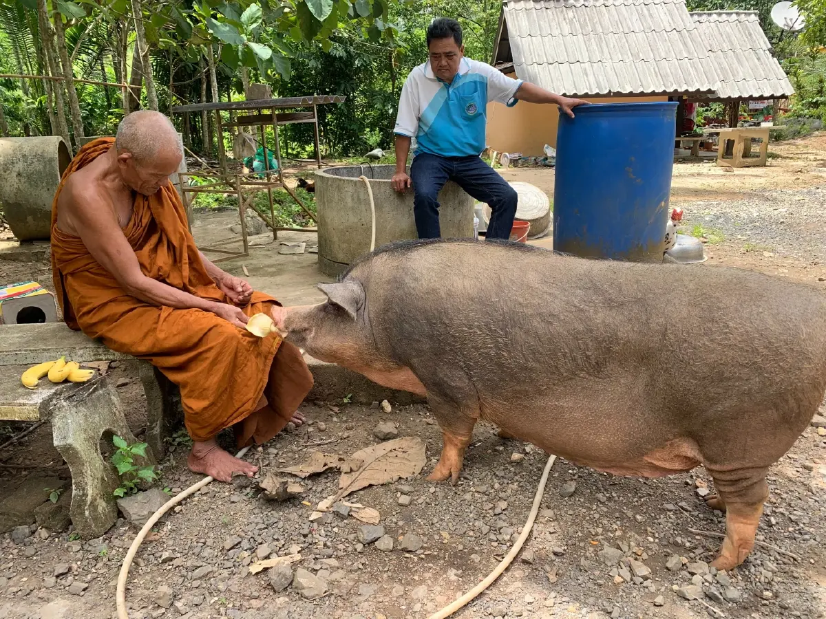 เปิดความน่ารัก "เจ้าแพนเค้ก" หมูป่า เดินขอขนมร้านค้าริมทาง