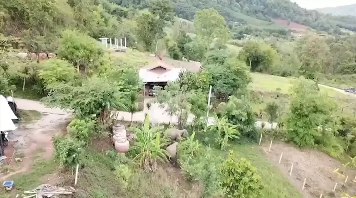 นอภ.ภูเรือ ระดม จนท. ผลักดันช้างเข้าป่า หลังมาอาศัยใกล้แหล่งชุมชน