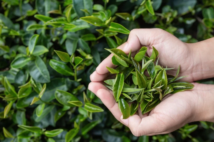 รู้หรือไม่! ระหว่างกาแฟ vs ชาเขียว อะไรกระตุ้นให้ตื่นตัวมากกว่ากัน?