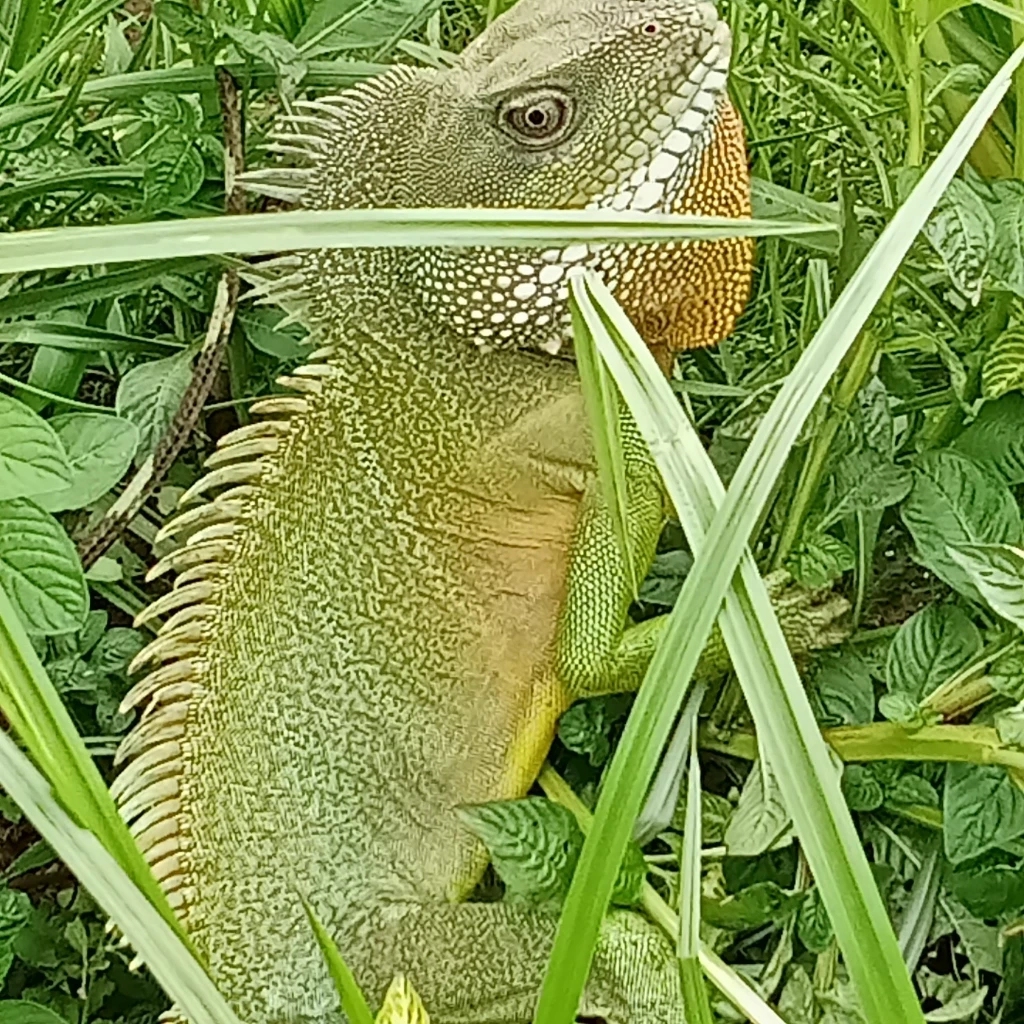 ภาพหาดูยาก "ตะกอง" อีกัวน่าเมืองไทย อวดโฉมนักท่องเที่ยวที่โคราช (มีคลิป)