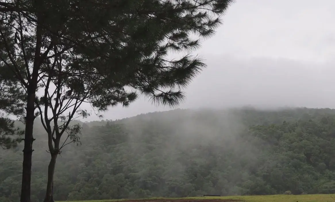 วันหยุดยาว เที่ยว "ภูหินร่องกล้า" คึกคัก ฝนตกปรอยๆ สลับกับชมหมอก