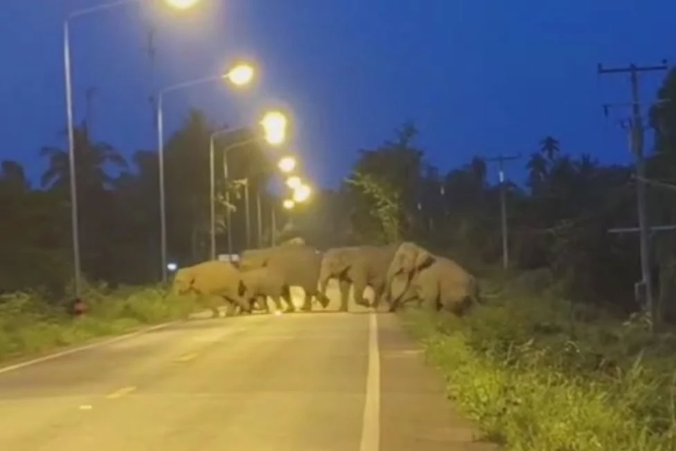 "เจ้างาบิด" ช้างป่าตัวอันตราย โผล่เดินหาของกินในพื้นที่ท่าตะเกียบ