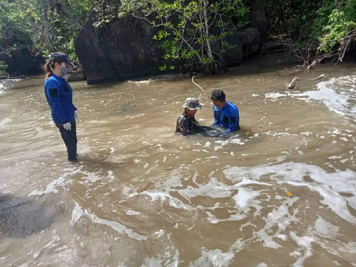จนท.อุทยานฯ หาดเจ้าไหม ช่วยชีวิตโลมาหลงฝูง เกยตื้นหาดสั้น จ.ตรัง